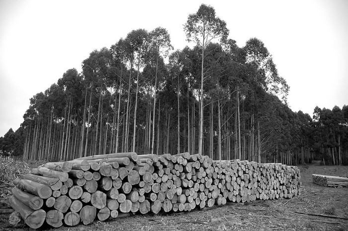 Explotación forestal. (archivo, setiembre de 2006) · Foto: Ricardo Antúnez