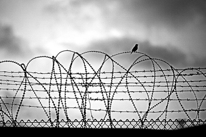 Un pájaro se posa en la alambrada que rodea el puerto de Ashdod, al sur de Israel, ayer, luego del ataque del Ejército israelí a un barco que se dirigía con ayuda humanitaria a la franja de Gaza. · Foto: Efe, Oliver Weiken