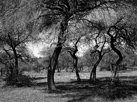 Monte de parque. · Foto: Guayubira, s/d de autor Monte de parque. · Foto: Guayubira, s/d de autor