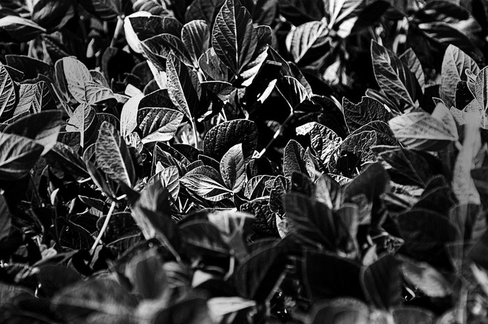 Cultivo de soja, en el departamento de Florida. (archivo, enero de 2010) · Foto: Fernando Morán