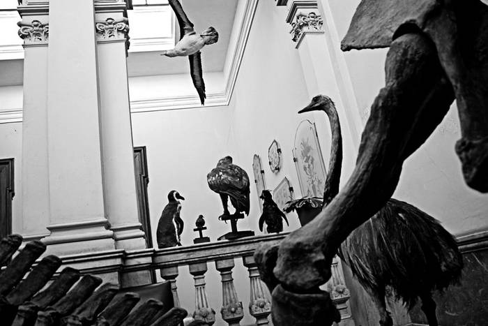 Museo Nacional de Historia Natural. · Foto: Victoria Rodríguez