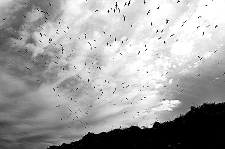 Gaviotas sobre el basurero de Canelones,
próximo al pueblo Empalme Olmos. · Foto: Ricardo Antúnez Gaviotas sobre el basurero de Canelones,
próximo al pueblo Empalme Olmos. · Foto: Ricardo Antúnez