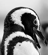 Foto Nº3 de la galería del artículo 'Pingüinos empetrolados'