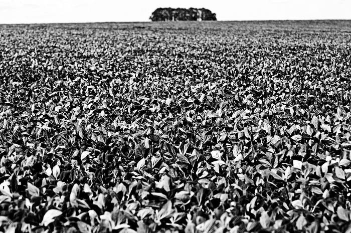 Cultivo de soja en el departamento de Florida. (archivo, enero de 2010) · Foto: Fernando Morán