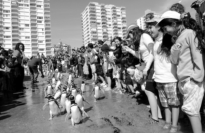 Liberación de pingüinos por parte de la Sociedad para la Conservación de la Biodiversidad de Maldonado. · Foto: Nicolás Celaya