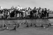 Liberación de pingüinos por parte de la Sociedad para la Conservación de la Biodiversidad de Maldonado.