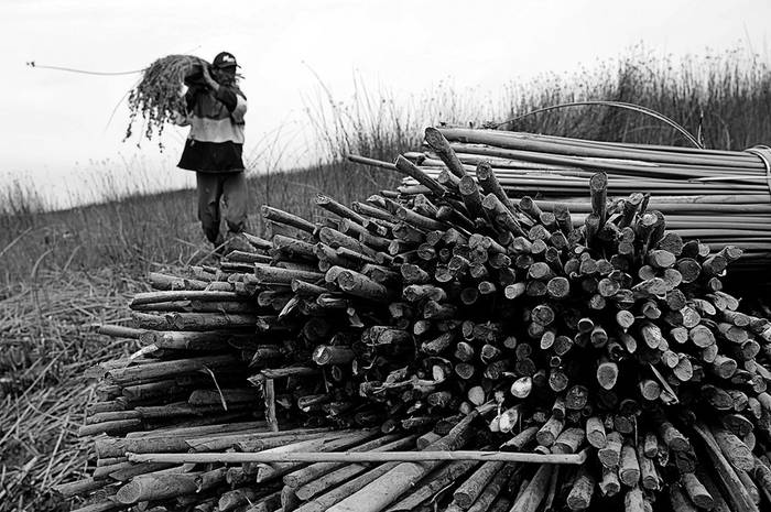 Integrantes de la cooperativa Bañados del Tigre, en Ciudad del Plata, trabajando en la recolección de juncos. Mediante convenio entre
Mides y la empresa Isusa se trata de formalizar la tarea. (archivo, noviembre de 2010) · Foto: Pablo Nogueira