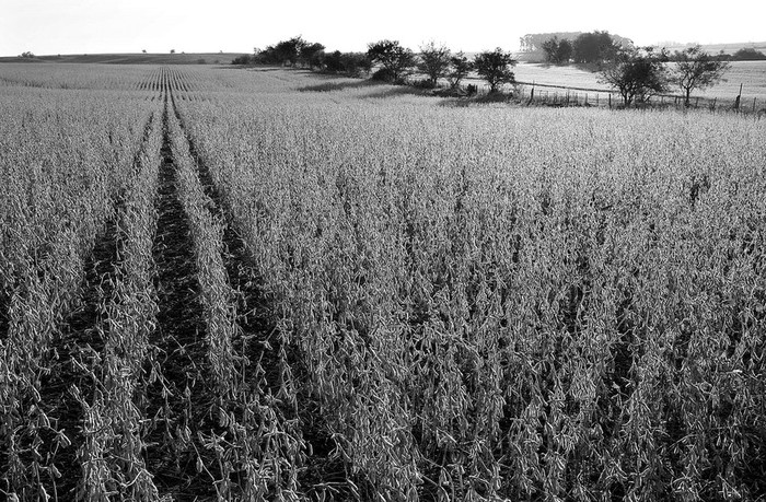 Cultivo de soja en el departamento de Colonia. (archivo, mayo de 2010) · Foto: Nicolás Celaya