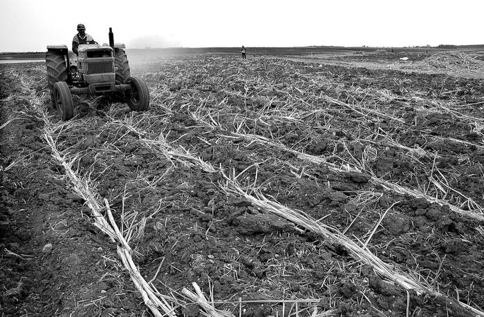 Trabajos de siembra de caña de azúcar en el Campo Placeres, en Bella Unión, parte del complejo sucroalcoholero implementado a partir
del período de gobierno de Tabaré Vázquez. (archivo, setiembre de 2006) · Foto: Sandro Pereyra