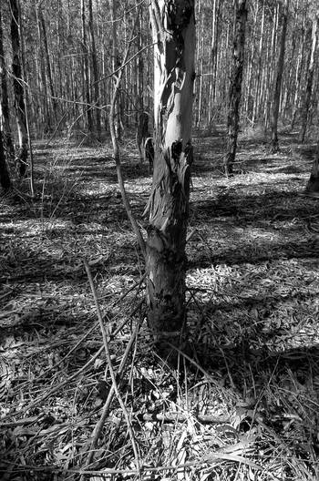 Campo forestal en el departamento de Soriano. (archivo, agosto de 2008) Campo forestal en el departamento de Soriano. (archivo, agosto de 2008)
