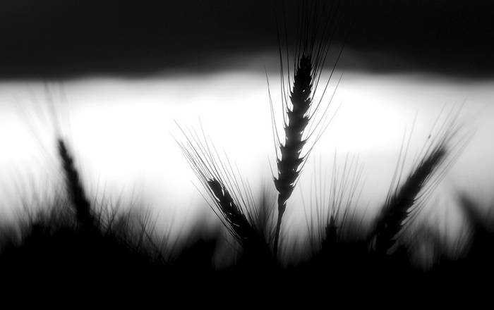 Plantación de trigo. (archivo, noviembre de 2009) · Foto: Nicolás Celaya