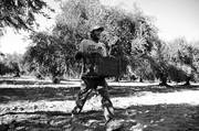Jhonatan, trabajador empleado de una empresa de produccion de aceitunas ubicada al pie de la cordillera de Los Andes en la zona rural de Chacras de Coria Mendoza, Argentina realiza la cosecha de aceitunas negras.