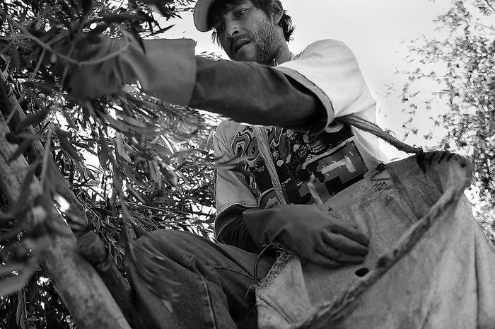 Jhonatan, trabajador empleado de una empresa de produccion de aceitunas ubicada al pie de la cordillera de Los Andes en la zona rural de Chacras de Coria Mendoza, Argentina, realiza la cosecha de aceitunas negras. · Foto: Javier Calvelo