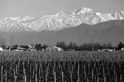 Viñedos de la bodega Trapiche, ubicados al pie de la cordillera en la zona rural de Mendoza en Chacras de Coria, Argentina.