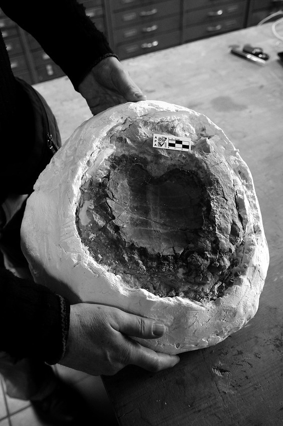 Restos fósiles de tortuga que se encuentran a estudio en el laboratorio de ciencias
biológicas de la Facultad de Ciencias. · Foto: Nicolás Celaya