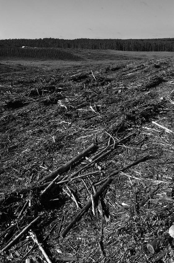 Campos forestales, en el departamento de Tacuarembó. (agosto de 2008) · Foto: Sandro Pereyra