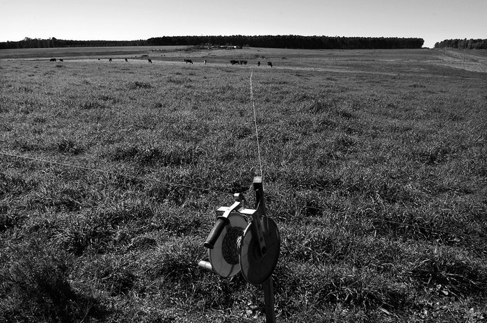 Campo destinado a la lechería, en el departamento de Soriano. (archivo, agosto de 2008) · Foto: Sandro Pereyra