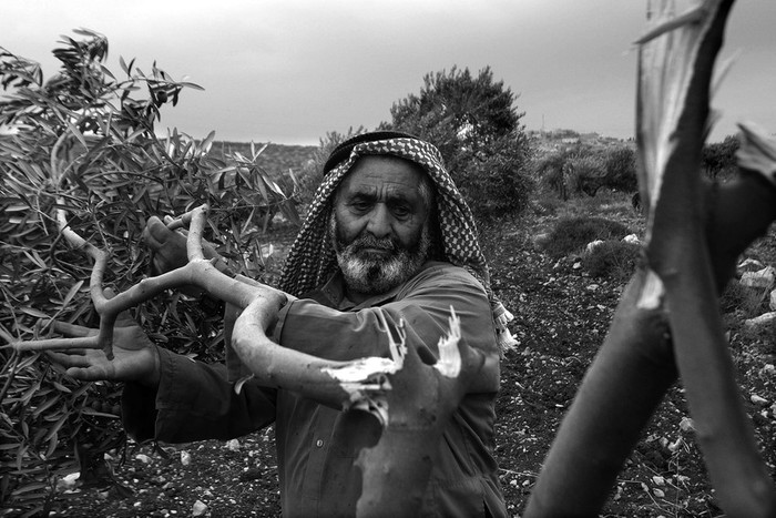 El palestino Fathi Ode, de 65 anos, inspecciona los daños provocados por colonos judíos en su olivar de la localidad de Qusra, cerca de Naplusa, Cisjordania, el domingo.  · Foto: Efe, Alaa Badarneh