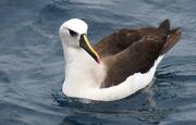 Albatros pico amarillo. Foto: S Jiménez