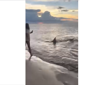 Foto principal del artículo 'Es falso que hayan aparecido tiburones en playas de Maldonado y Rocha'