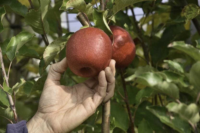 manzanas RS74172_20210604FGI 0101_1