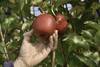 manzanas RS74172_20210604FGI 0101_1
