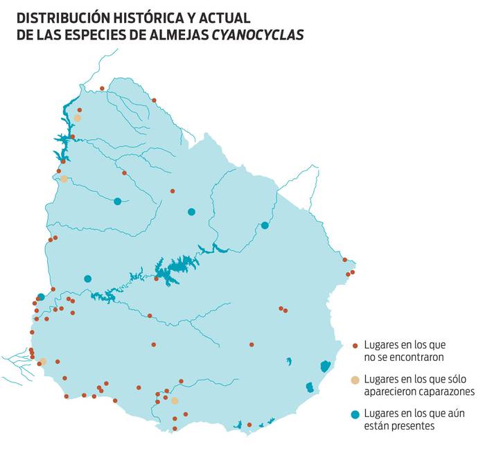 Foto principal del artículo 'Estudio sostiene que la población de almejas de agua dulce nativas se redujo 90% en Uruguay'