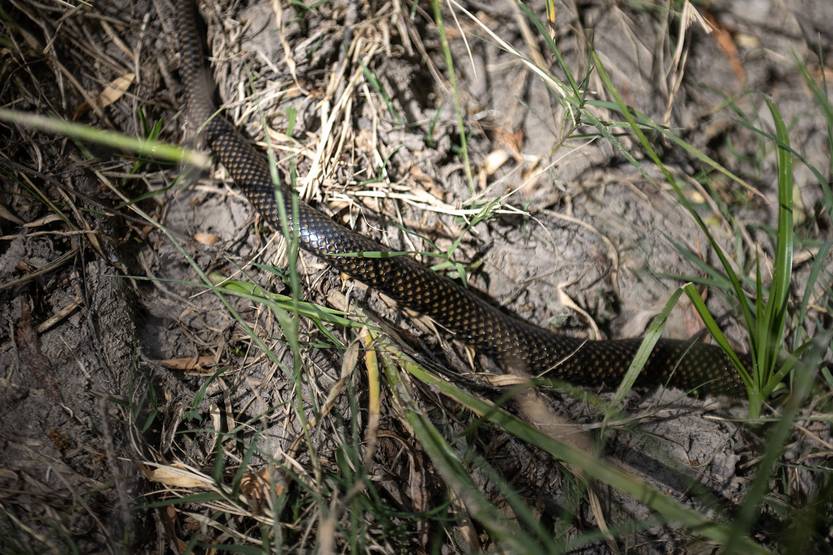 Lento 153 - El sueño Margat 03