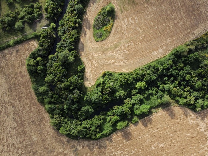 Vista aérea de las plantaciones de maíz sobre el arroyo Canelón Chico, el 11 de noviembre, en Canelones. · Foto: Gianni Schiaffarino