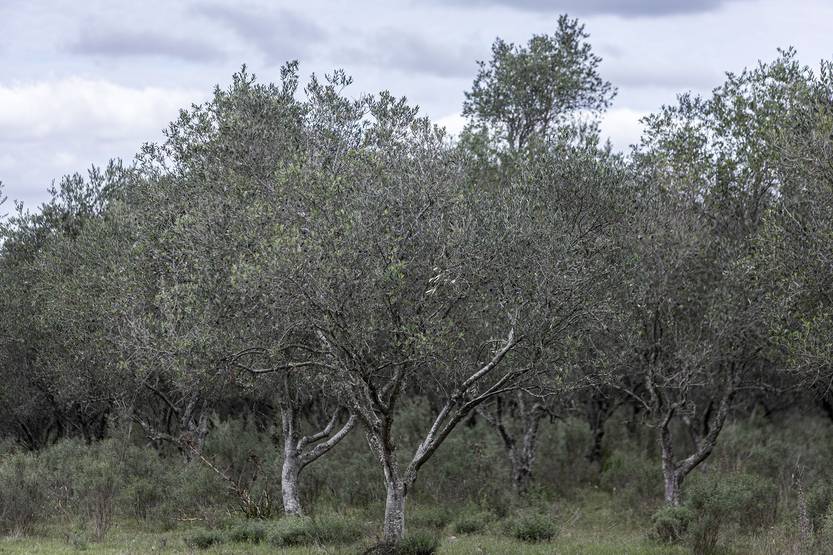 20251106 agropecuaria maria dolores5