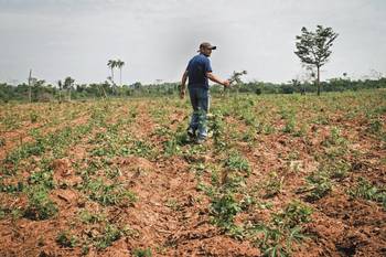 Un campesino de Kamba Rembe recorre una plantación arrasada por la Policía el 3 de setiembre de 2015, después de una manifestación contra el gobierno por no promover mercados para cosechas legales alternativas. Foto: Santi Carneri. Un campesino de Kamba Rembe recorre una plantación arrasada por la Policía el 3 de setiembre de 2015, después de una manifestación contra el gobierno por no promover mercados para cosechas legales alternativas. Foto: Santi Carneri.