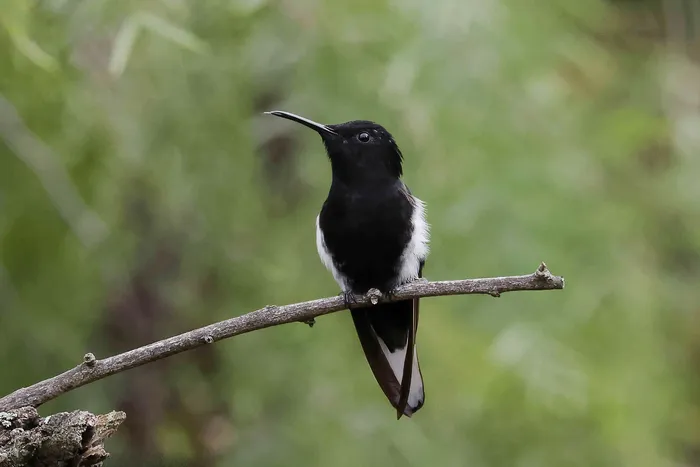 Picaflor negro en el Parque de los Pájaros, en Marindia. · Foto: Julio Castillo