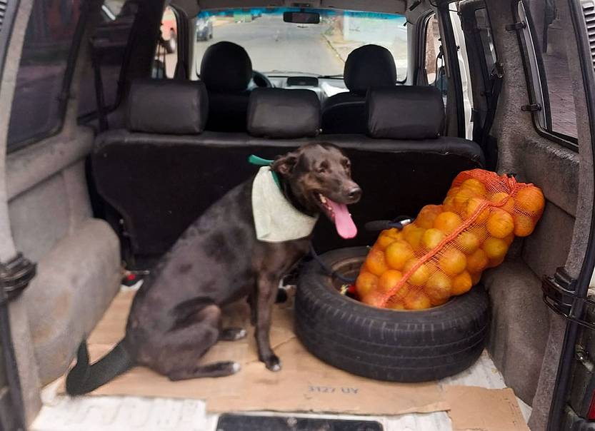 mascotaxi