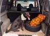 mascotaxi