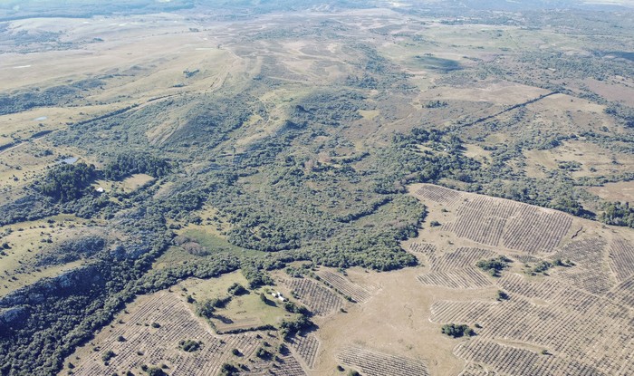 Monte nativo y forestación en Puntas del Parao. · Foto: Walter Acarino