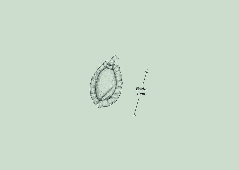 Lento 117 - Flora ornamental 08