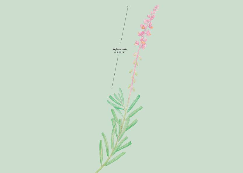 Lento 117 - Flora ornamental 07