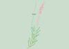Lento 117 - Flora ornamental 07