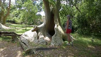 Monte de Ombúes (archivo, diciembre de 2021). · Foto: Iván Franco