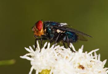 Mosca de la bichera. · Foto: Quentin Vandemoortele, iNaturalist