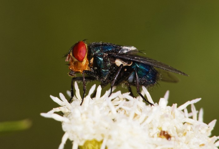 Mosca de la bichera. · Foto: Quentin Vandemoortele, iNaturalist