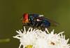 13-15 20250607 ciencia mosca bichera 2