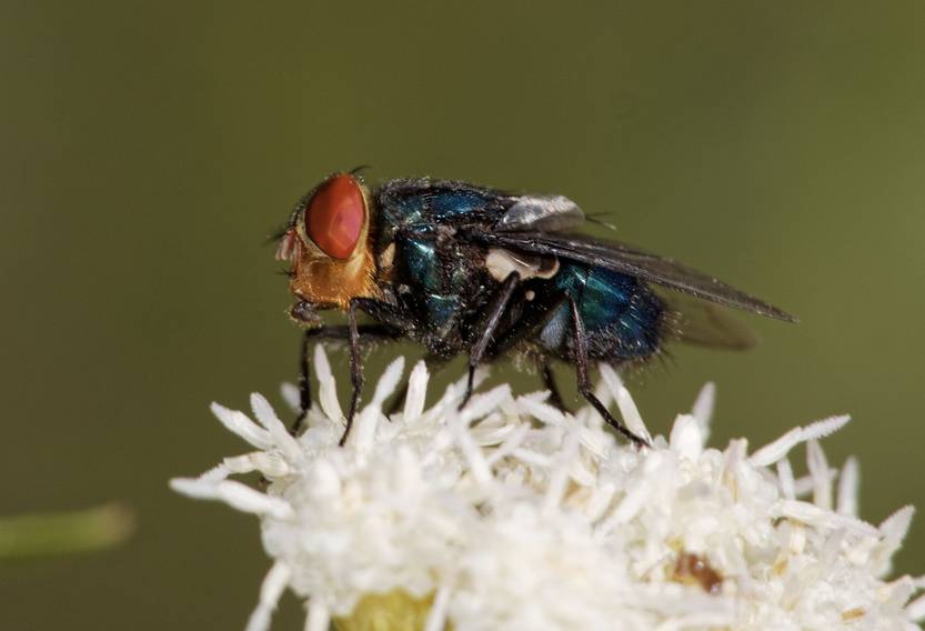 20250607 ciencia mosca