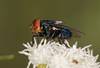 20250607 ciencia mosca