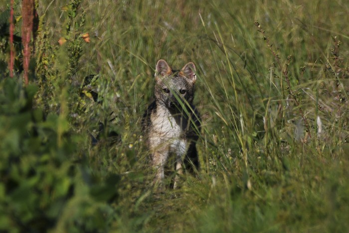 Zorro de monte en Río Negro. · Foto: Santiago Mailhos (NaturalistaUY)
