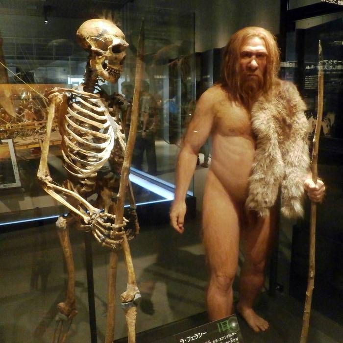 Esqueleto y recreación de neandertal en Museo Nacional de la Naturaleza y la Ciencia de Japón.
Foto: Photaro 
