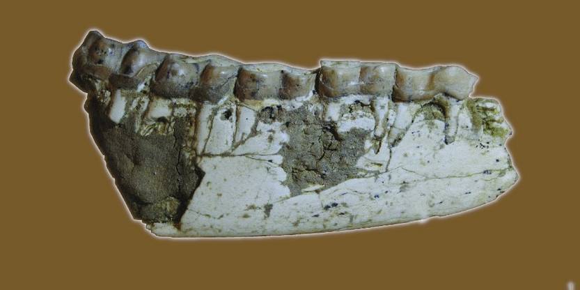20250125 cie neobrachytherium
