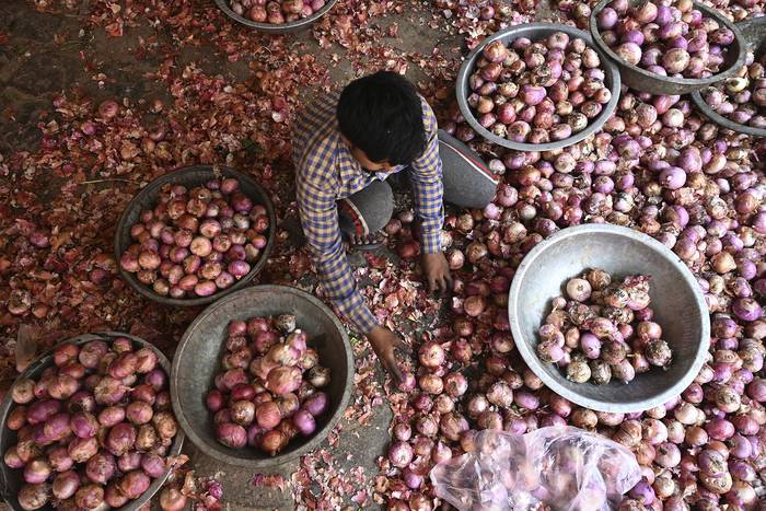 Un trabajador clasifica cebollas en un mercado de verduras en Nueva Delhi, el 30 de mayo.