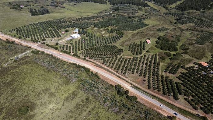Lanzamiento de la cosecha de la aceituna para la elaboración de aceites de oliva, en el establecimiento Sabiá, en Lavalleja. · Foto: Ernesto Ryan