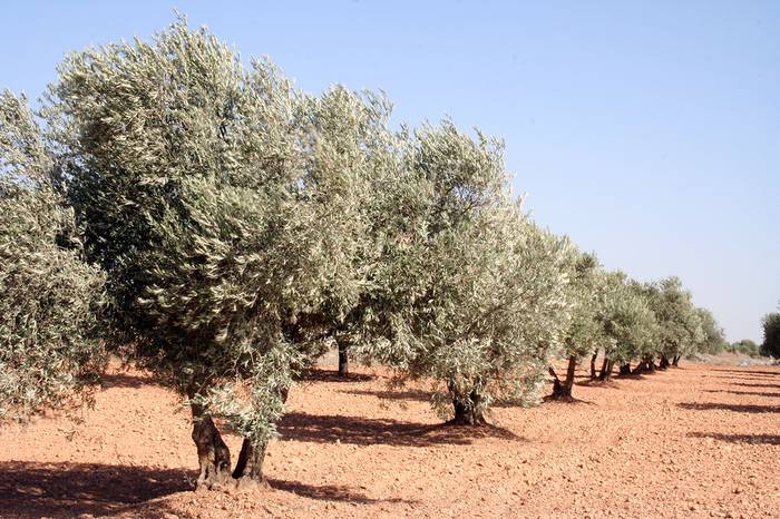 Foto principal del artículo 'La cadena del olivo en Uruguay: 9.000 hectáreas cultivadas entre 200 productores'